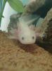 Axolotl Jungtiere (Weiß und Gold)