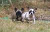 Französische Bulldogge - Hündinnen mit blauem Gen