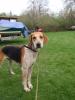 Dschinny,  English Foxhound,  sucht neues Zuhause