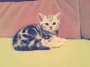 5 BKH Kitten