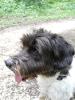 Rund um den Hund