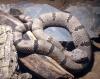 1, 1 Crotalus lepidus klauberi (Felsenklapperschlange)