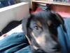 mischling sucht zuhause