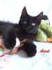   ..  Traumhaft schöne Maine Coon Kitten in versch. Farben _ GROSS  ..  