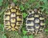 weibliche Griechische Landschildkröten