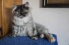         Perserbabys,  Katzenbabys   mit Nase wunderschön  verspielt und verschmus