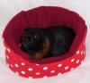 Kuschelbettchen und 1 Kissen,  viele Muster und Farben f. Meerschweinchen,  Chinch