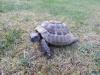 griechische Landschildkröte abzugeben