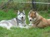 Wir erwarten Mitte Oktober reinrassige Siberian-Husky Welpen aus FCI-Zucht 