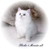 Perserkitten  in silver shaded,  silver point und golden point zu verkaufen