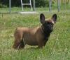 Du Ch teau Taliaferro - French Bulldog Welpen in Dark Sable /  Sable Tan /   Red F