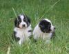 4  Men in Black  (Australian Shepherd Jungs) suchen noch Sie,  ja genau Sie/ Dich 
