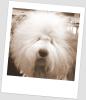 Hundepansion, Liebevolle Hundebetreuung in Familie