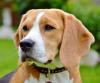 Beaglewelpen Rr. m. Ahnentafel - Wurfankündigung -