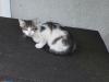 Kleiner Süßer Kater sucht neues Zuhause (Katzenbaby)