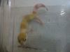 Leopardgecko NZ 2013 W&Y Tangerine