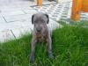 doggenwelpen blau