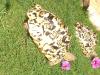 Pantherschildkröten Pardalis babckocki 
