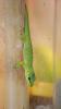 Phelsuma Grandis /  Madagaskar Taggeckos