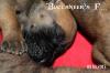 Deutsche Doggen Welpen mit DDC/ VDH-Papieren in gelb und gestromt vom 21.09.2013