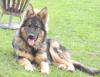 Altdeutscher Schäferhund Junghunde mit geradem Rücken DDR-/ Ostlinie