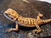 Bartagame NZ9/ 13 (Farbbartagame)