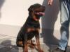 Rottweiler,  ADRK-Rüde,  1Jahr