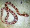 Kornnatter - NZ 2013 aus der Verpaarung Butter oder Bloodred u. Caramel