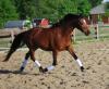 Bildhübsches Welsh-B-Pony ,  Stckm. 1,  44 m,  6 jähriger Stute