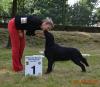 Flat coated retriever zucht-u. ausstellungsrüde; almanza-zuchtlinie; nom bisx2;