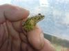 Pelophylax ridibundus/  bedriagae Komplex Nachzucht 2013