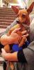 süße Rehpinscher Hündin abzugeben