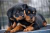 kräftige Rottweiler babys suchen neues Zuhause 
