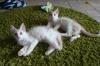 Türkisch Angora Kitten mit Stammbaum