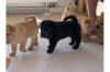 Shar-Pei Welpen zu verkaufen 