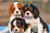  Bildschöne Cavalier King Charles Spaniel Welpen