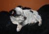 Cattle Dog /  Sheltie Welpen