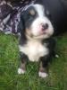 süsse berner sennenhund welpen