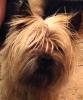 Cairn Terrier,  Rüde