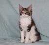 Maine Coon Babys suchen Familienanschluss