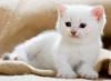 suche eine bkh kitten in nur weiss und weiblich.