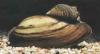 Teichmuscheln ab 1, 50 Euro / /  Fa.Fördefisch