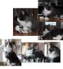 Maine Coon Katerchen blue smoke white geb.19.09.2013 -bereit zum ausziehen