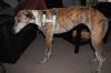 Traumgalga sucht ihr Zuhause :) /  Galgo /  Windhund