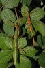 Periphetes forcipatus 5 Tiere/  10 Euro Zuchtansatz