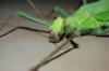 Heteropteryx dilatata 3 Tiere/ 15 Euro Zuchtansatz