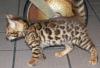 Reinrassige Bengalkitten aus seriöser Hobbyzucht