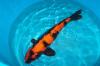 Japan Koi,   Teichmuscheln,  Biotopfische,  Schnecken,  Störe,  Edelkrebse vom Koi-Ce