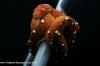 Morelia viridis - Sorong