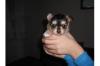  2 Hübsche Chihuahua Welpen, Hündinnen, 12 Wochen alt,  langhaar.